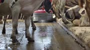 Lely Discovery 120 Collector - Clean and Collect.mp4