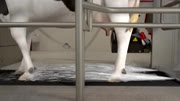 Lely bright farming solutions.mp4